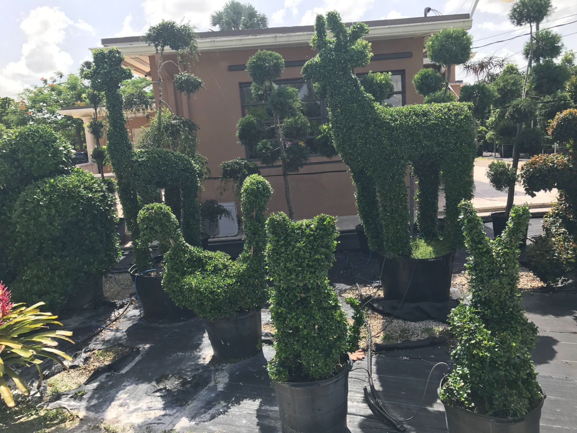 Residential-landscaping-near-me-in-Broward-County-FL-20