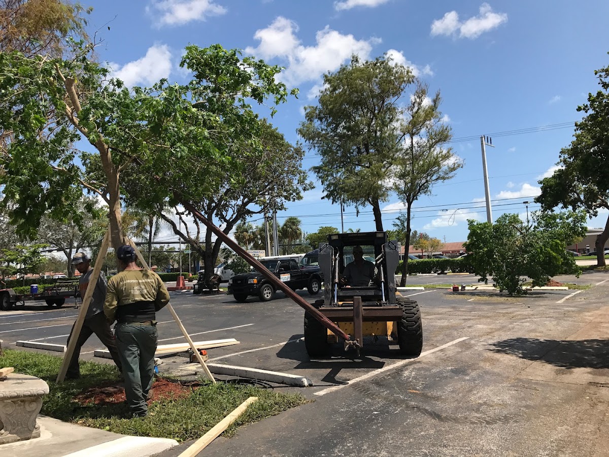tree-service